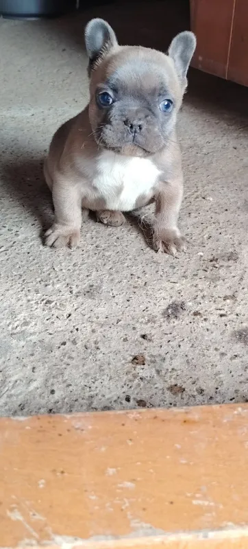 Francuski buldog muško štene