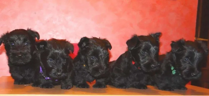 SKOTSKI TERIJER - kvalitetni stenci