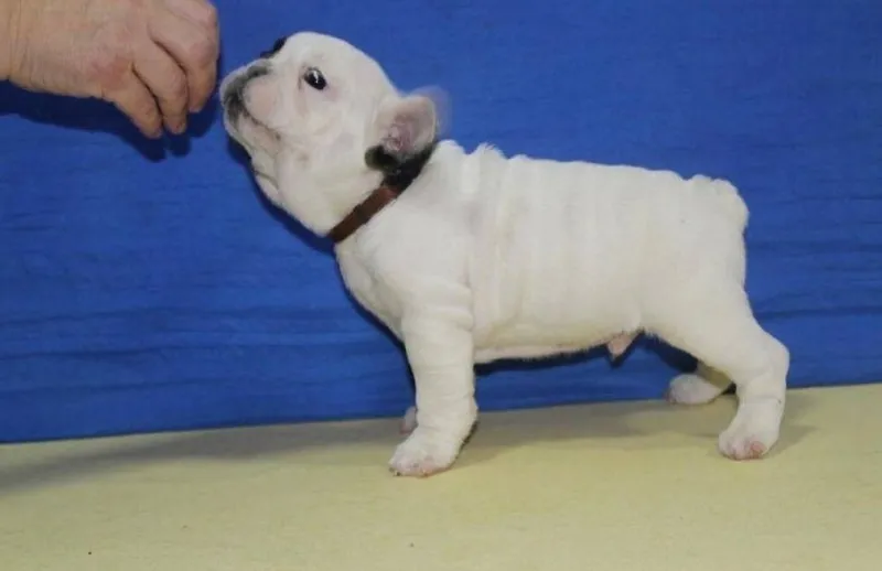 Francuski buldog