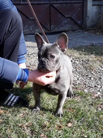 Francuski buldog prodaja