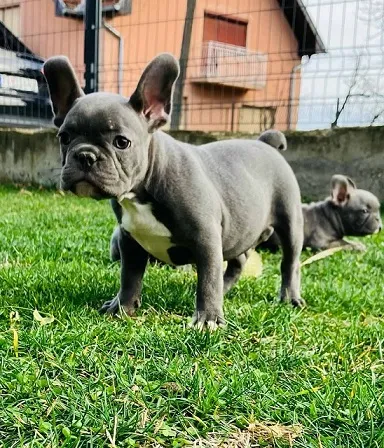 Francuski buldog stenci plave boje