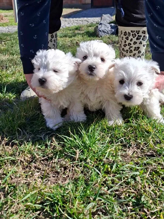 Westi-Zapadno škotski beli terijer