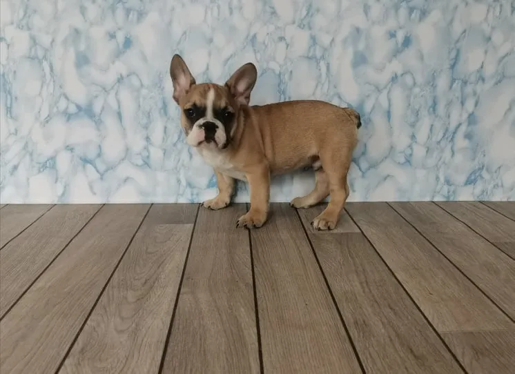 Francuski buldog