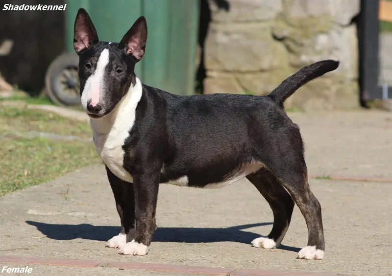 Mini Bull Terijer štenci