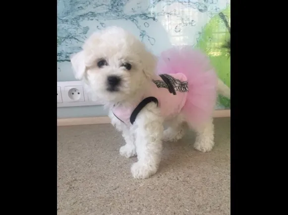 Bichon i bolonjezer stenci na prodaju