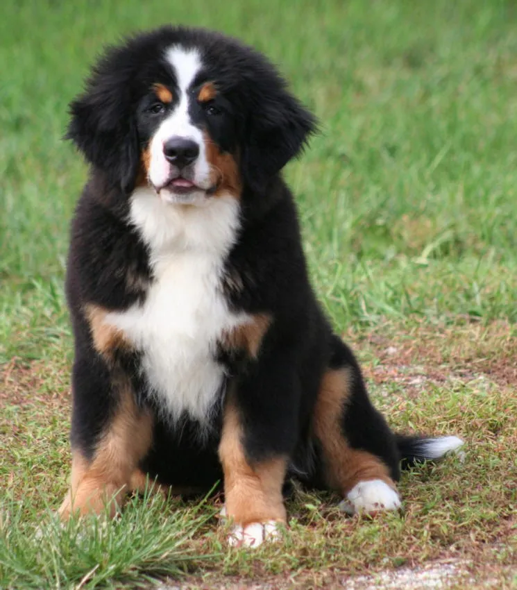 Bernski planinski pas štenci