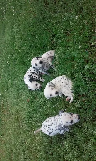 Štenci dalmatinca na prodaju