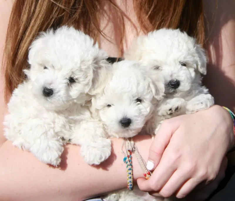  Bichon i bolonjezer štenci na prodaju