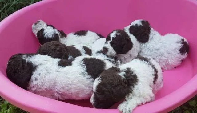 Lagotto Romagnolo, stenci