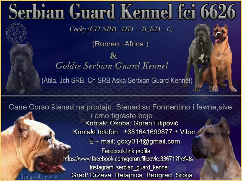   Cane Corso