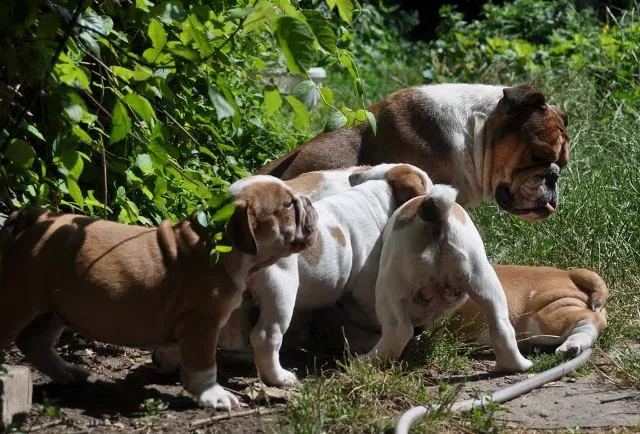 Engleski Buldog, vrhunski stenci