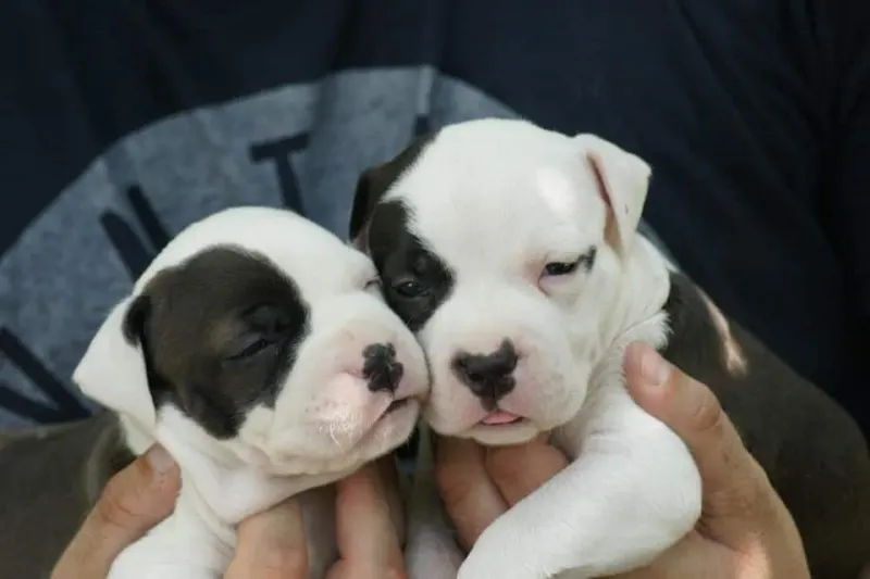 Američki staford terijer, štenci