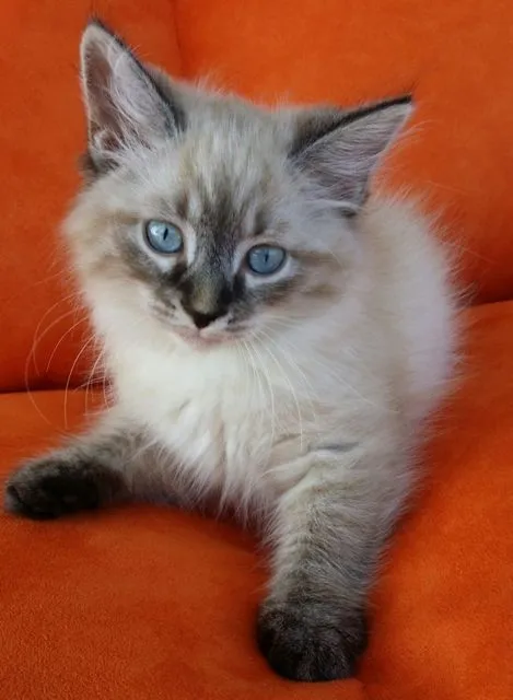 Sibirska Macka Neva Masquerade-macici