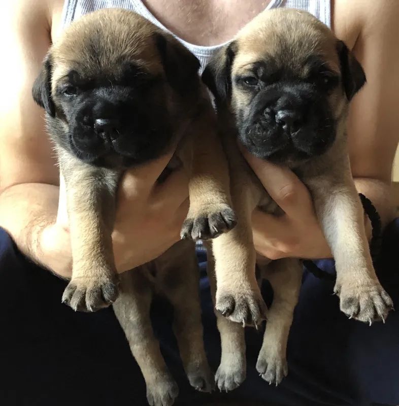 Bullmastiff stenci