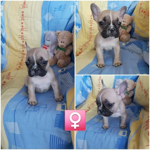 Francuski buldog - štenci na prodaju