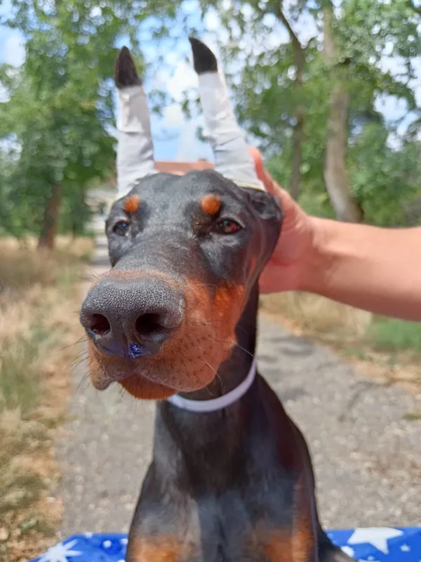 Doberman stenci oba pola