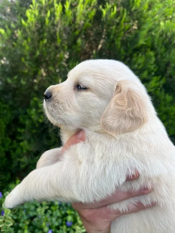 Zlatni retriver stenci