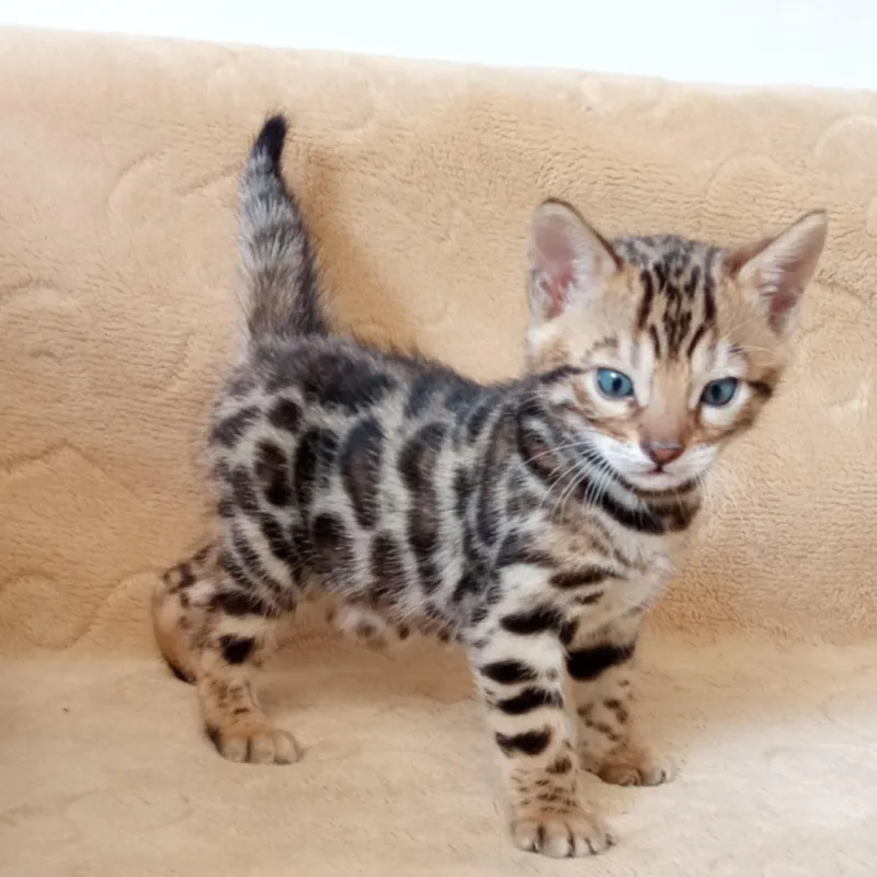 Bengalski Macici