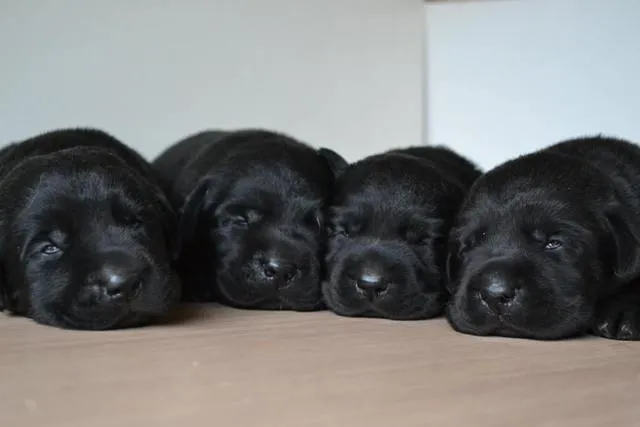 Labrador stenci odlicne krvne linije