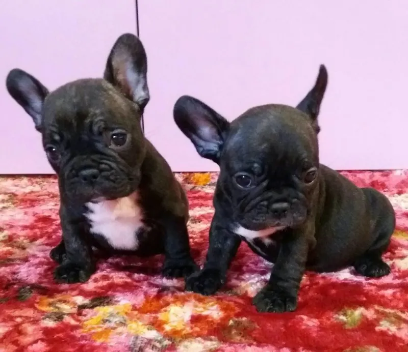Francuski buldog stenad