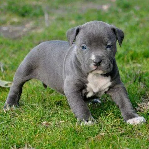 štenad pitbull na prodaju.