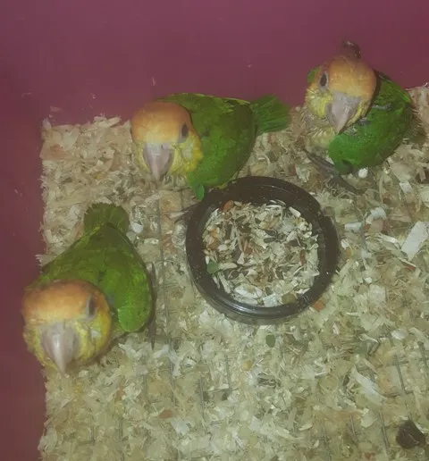 Papagaji - ridjokapi medvedići