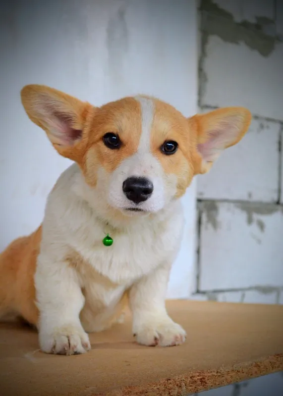 Velski korgi/Welsh Corgi Pembroke