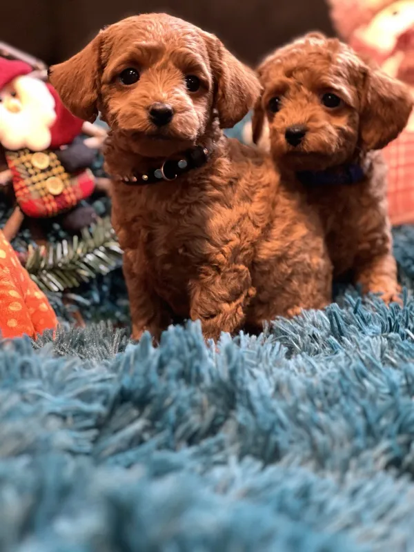 Toy pudle