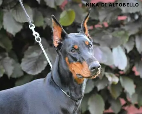 Doberman štenci na prodaju