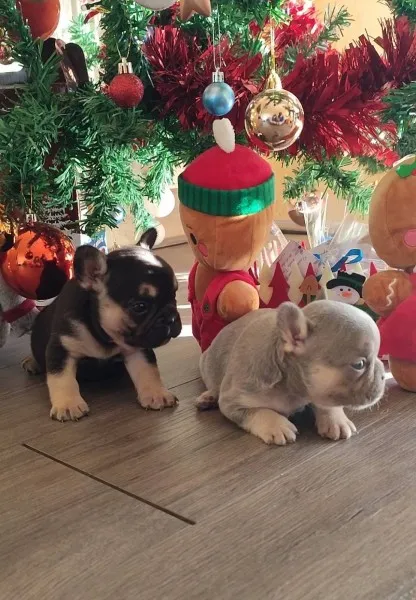 Francuski buldog štenci