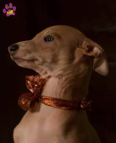 Mali Italijanski HRT sampionskog porekla