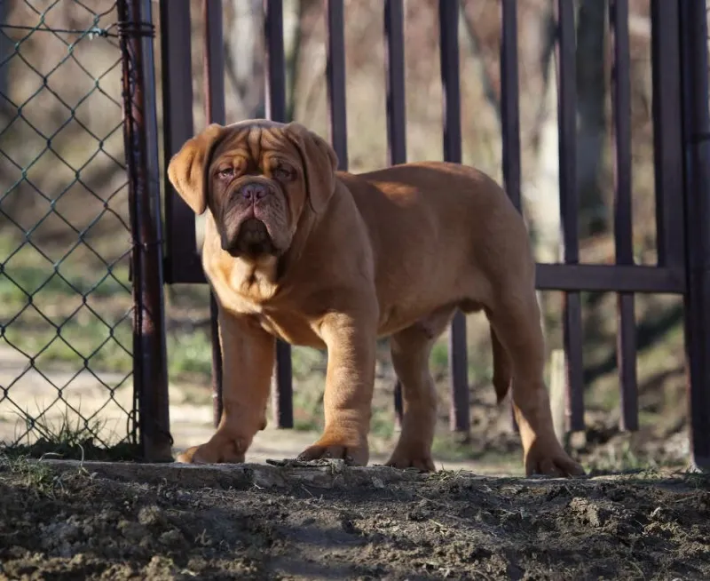 BORDOSKE DOGE stenci na prodaju