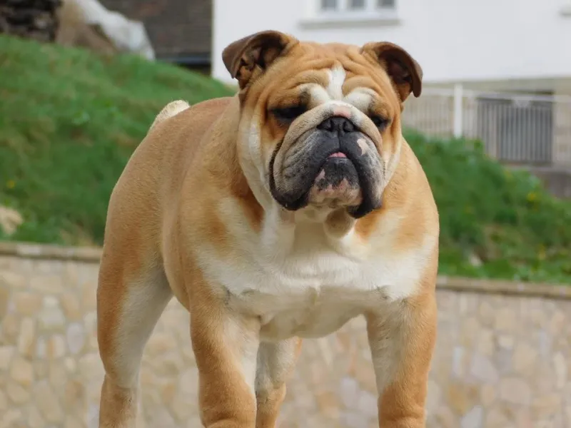Engleski Buldog
