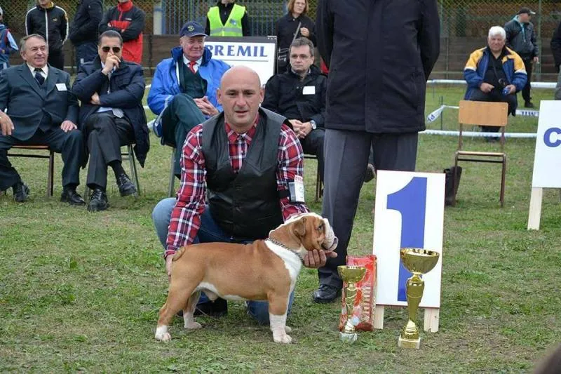 ENGLESKI BULDOG