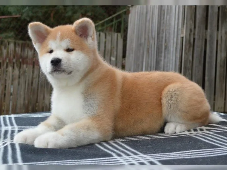Akita inu štene