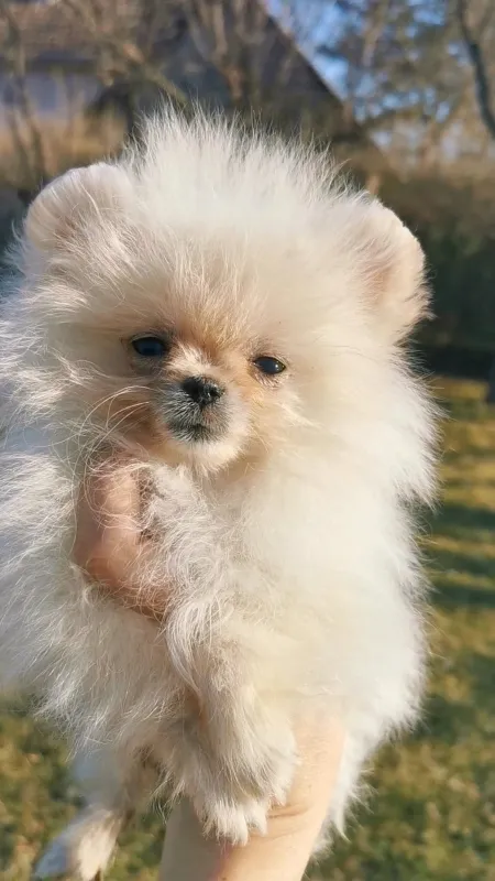 Pomeranski špic Pomeranac