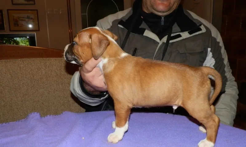 Americki Stafordi stenci na prodaju