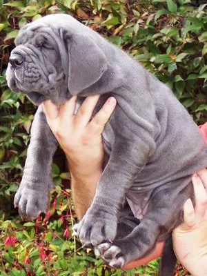 Bullmastif i napuljski mastif štenci na prodaju