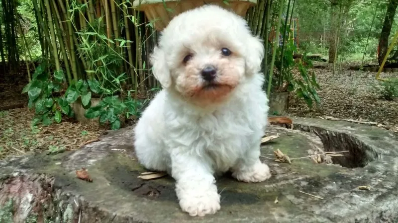 Pudla toy,patuljasta i srednja štenci na prodaju