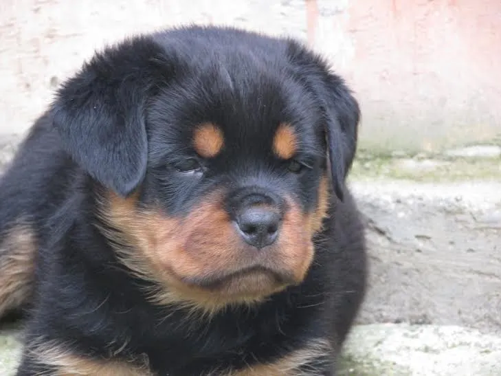 Na prodaju štenci Rotvajlera