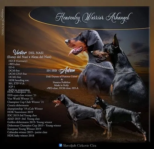 Doberman štenci