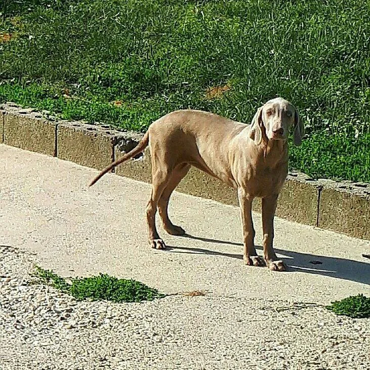 Vajmarski ptičar