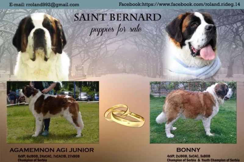 Štenci Bernardinaca dugodlaki