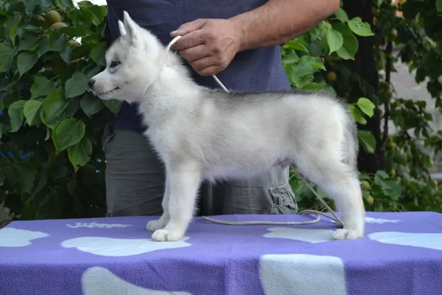 Sibirski haski musko stene