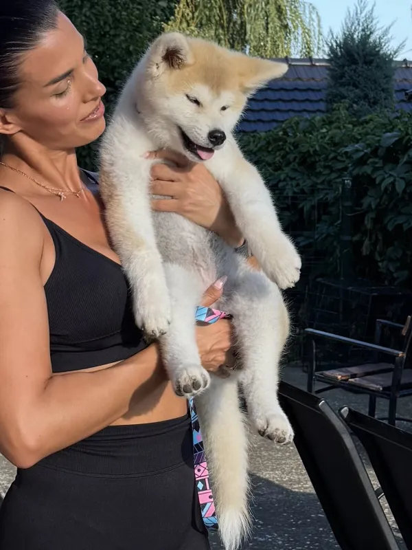 Akita inu ženka