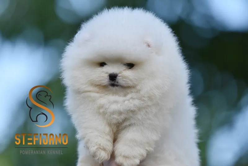 Pomeranac BOO medvedići