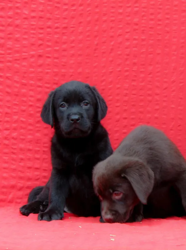 Labrador Retriver TOP PONUDA