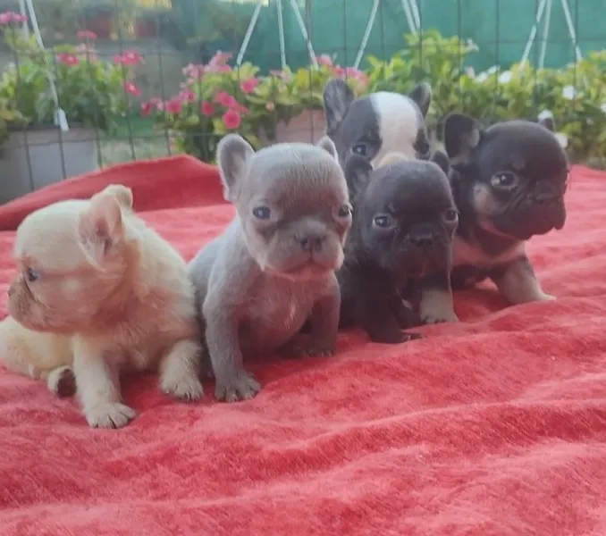 Francuski buldog štenci exotic, plavi, klasik i fluffy
