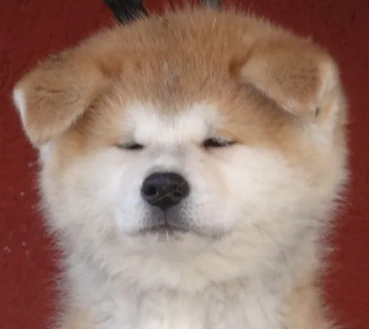 Akita Inu