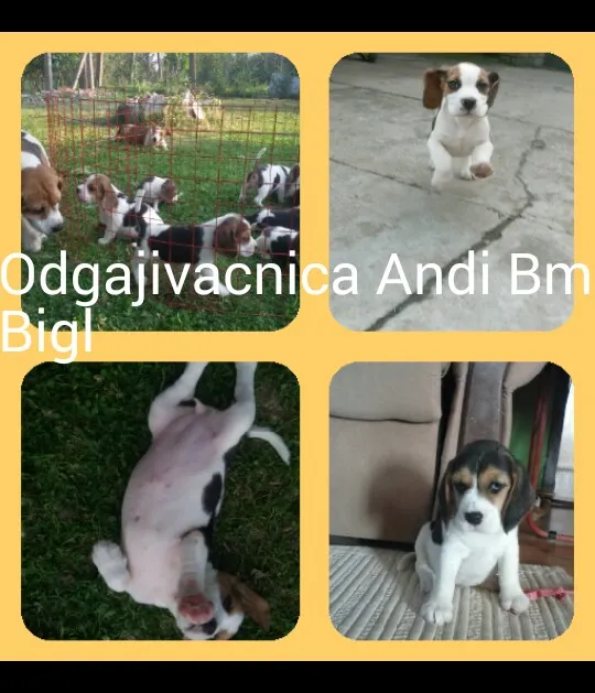 Bigl stenci